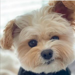 Meet your Posher, Aisa e